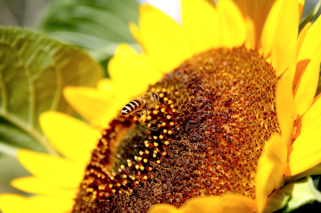 Retrato de um girassol com uma abelha