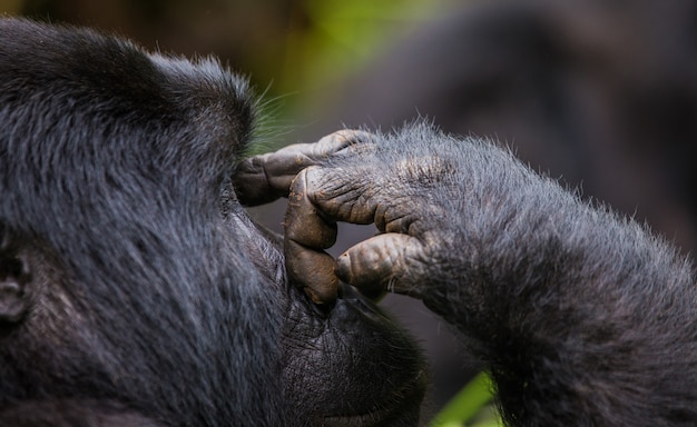 Retrato de um gorila da montanha. Uganda. Parque Nacional da Floresta Impenetrável de Bwindi.