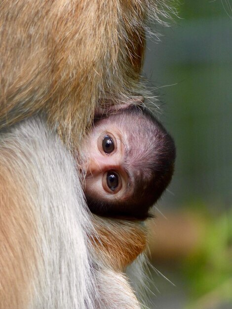 Retrato de um gorila em close-up