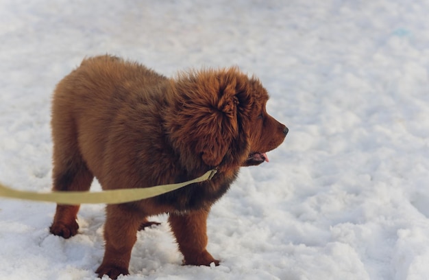 Retrato de um grande cachorro vermelho, a cachorrinha mastim tibetano, o cachorro está ansioso, cachorro na neve