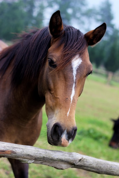 retrato de um grande cavalo