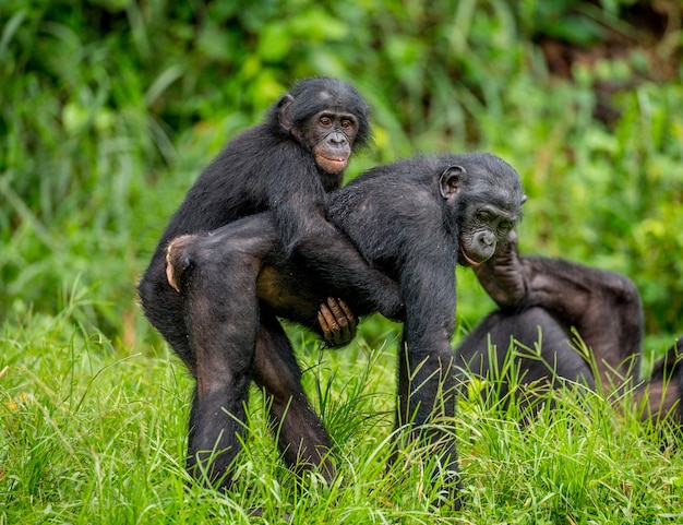 Retrato de um grupo de bonobos na natureza