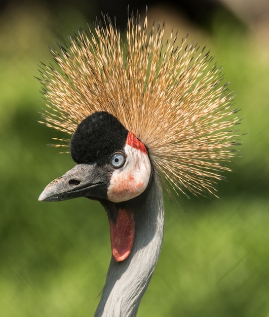 Retrato de um guindaste de coroa cinza