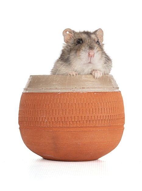 Retrato de um hamster cinza em uma tigela de barro