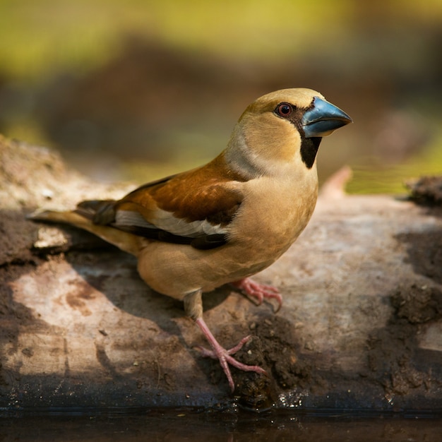 Retrato de um hawfinch