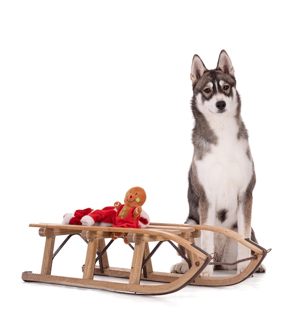 Retrato de um Husky Siberiano de 6 meses com um trenó na época do Natal