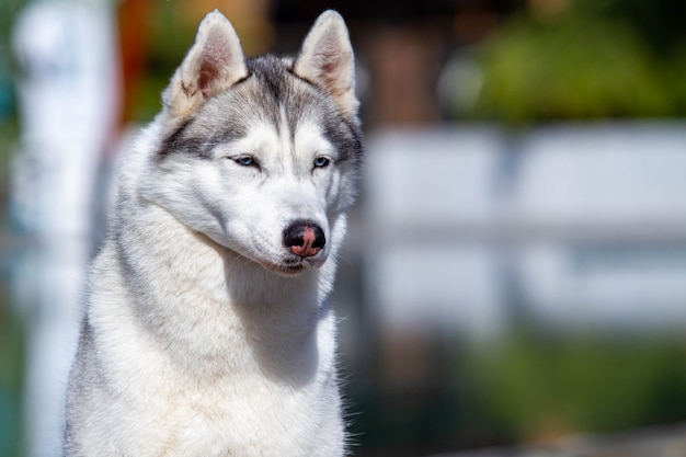 Retrato de um husky siberiano fofo