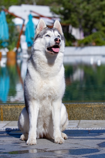 Retrato de um husky siberiano fofo