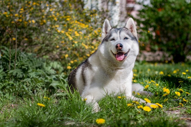 Retrato de um husky siberiano fora