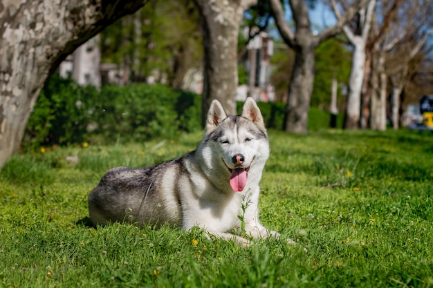 Retrato de um husky siberiano fora