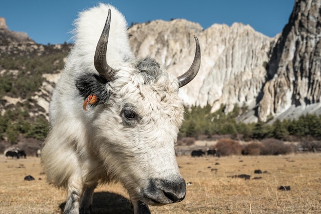 Retrato de um iaque do Himalaia em uma vila no caminho de Annapurna