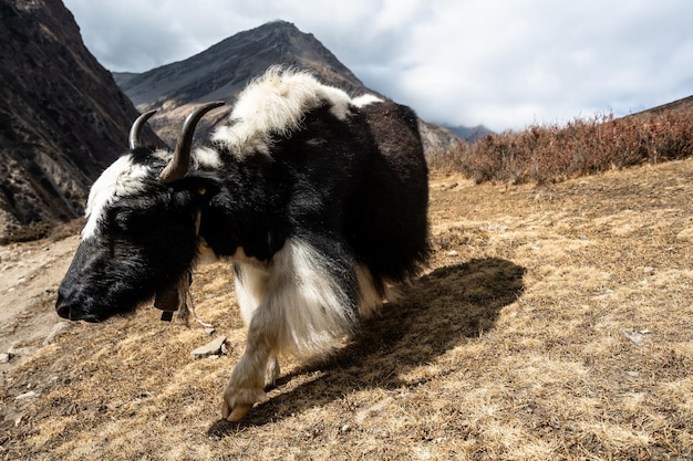 Retrato de um iaque do Himalaia em uma vila no caminho de Annapurna