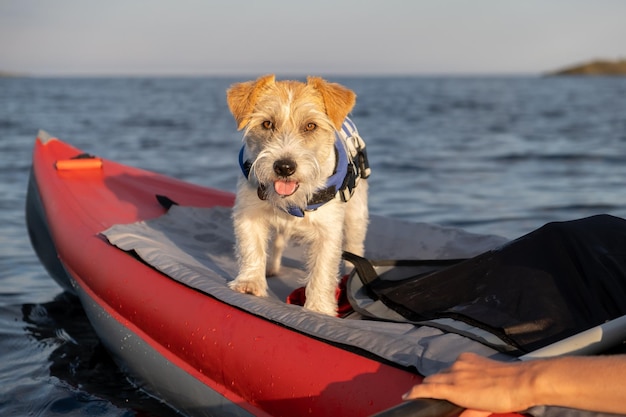 Retrato de um Jack Russell Terrier em um colete salva-vidas azul na proa de um barco vermelho O cachorro fica no fundo do lago e a floresta Borrão para inscrição