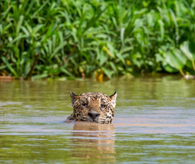 Retrato de um jaguar na selva