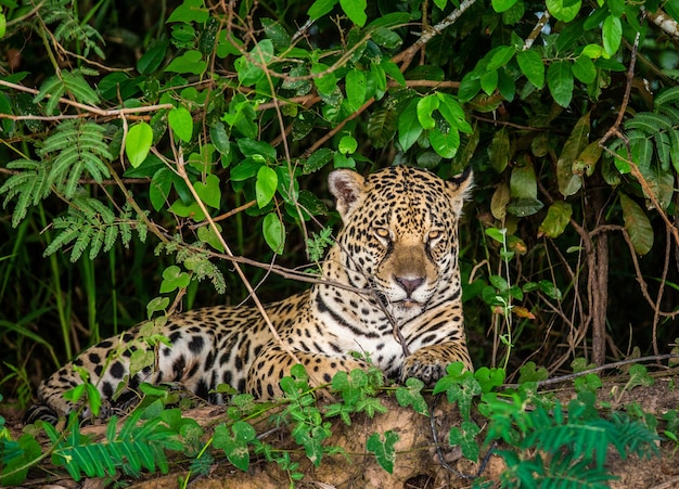 Retrato de um jaguar na selva