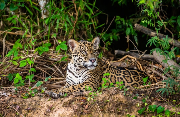 Retrato de um jaguar na selva