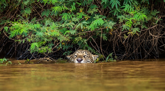 Retrato de um jaguar na selva