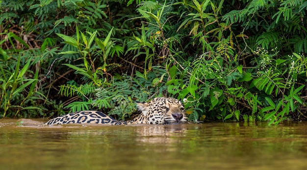 Foto retrato de um jaguar na selva