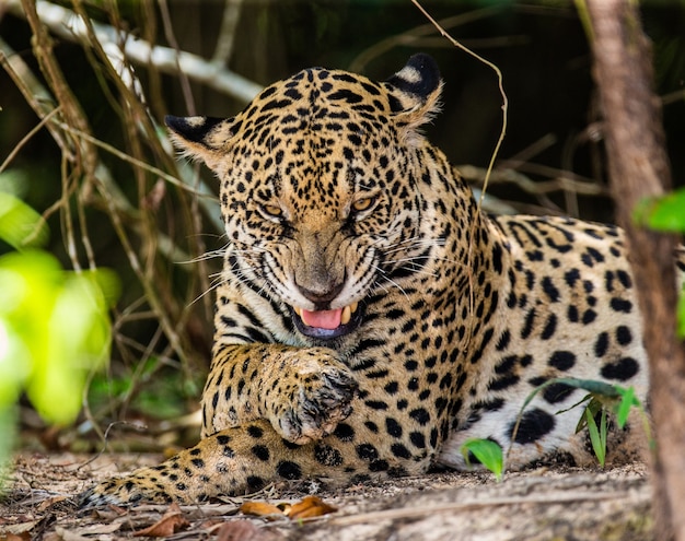 Retrato de um jaguar na selva