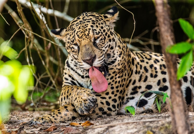 Retrato de um jaguar na selva