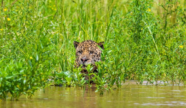 Retrato de um jaguar na selva