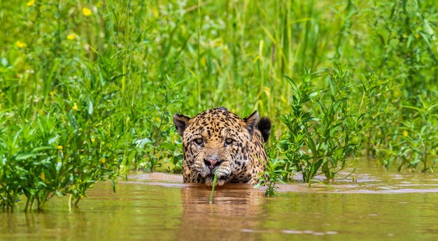 Retrato de um jaguar na selva