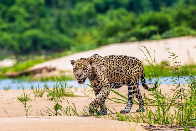 Retrato de um jaguar na selva