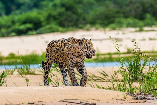 Retrato de um jaguar na selva