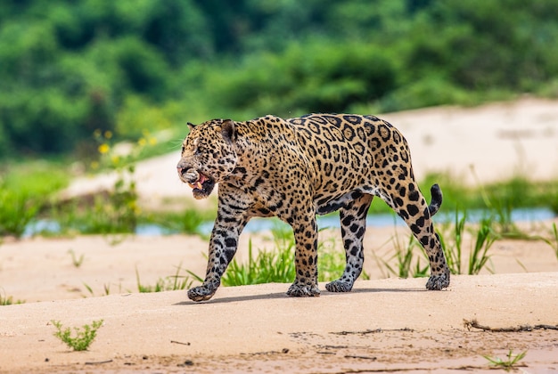 Retrato de um jaguar na selva