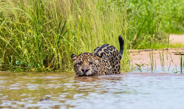 Retrato de um jaguar na selva