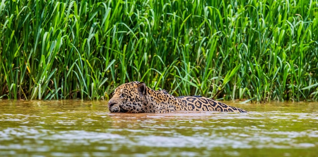 Retrato de um jaguar na selva