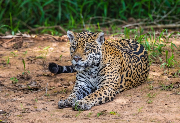 Retrato de um jaguar na selva