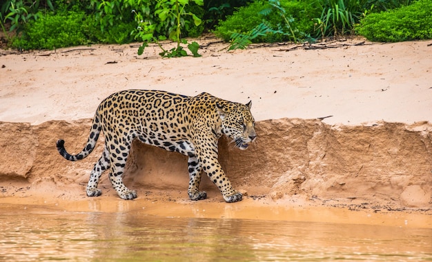 Retrato de um jaguar na selva