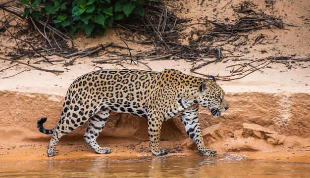 Retrato de um jaguar na selva