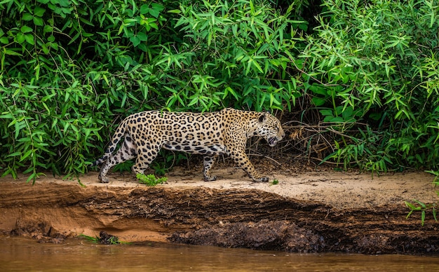 Retrato de um jaguar na selva