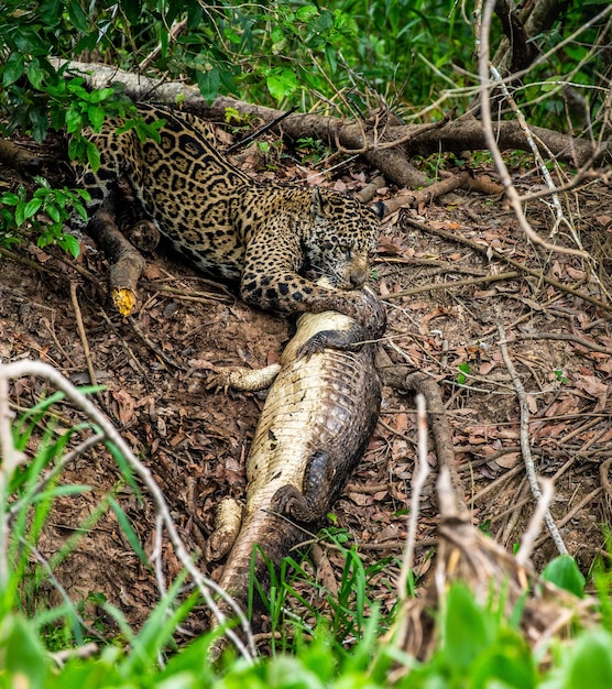 Retrato de um jaguar na selva