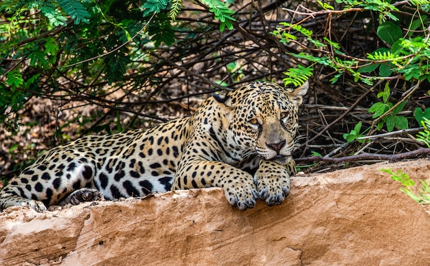 Retrato de um jaguar na selva