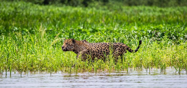 Retrato de um jaguar na selva