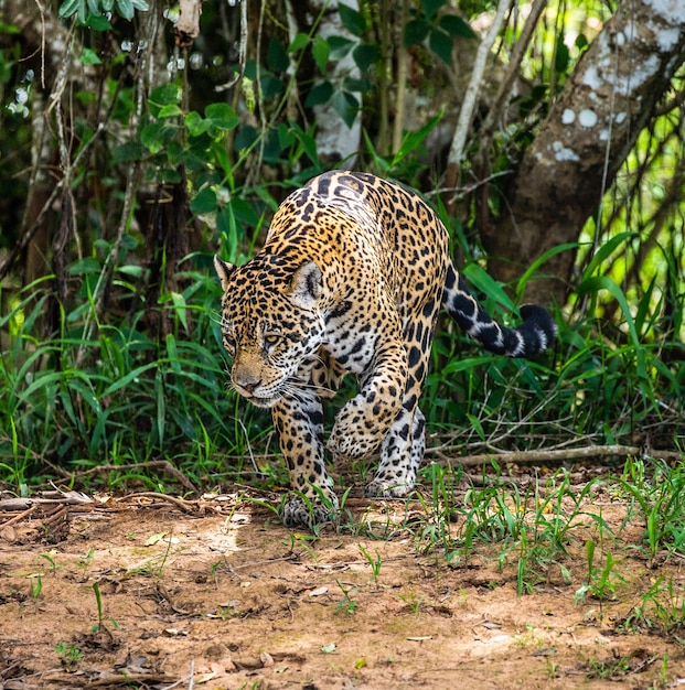 Retrato de um jaguar na selva