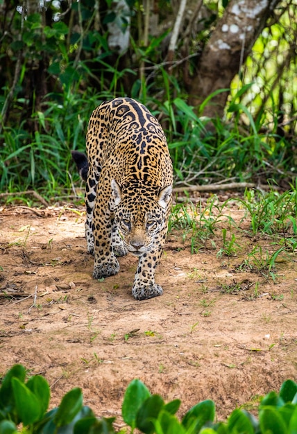 Retrato de um jaguar na selva