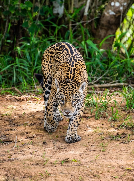 Retrato de um jaguar na selva