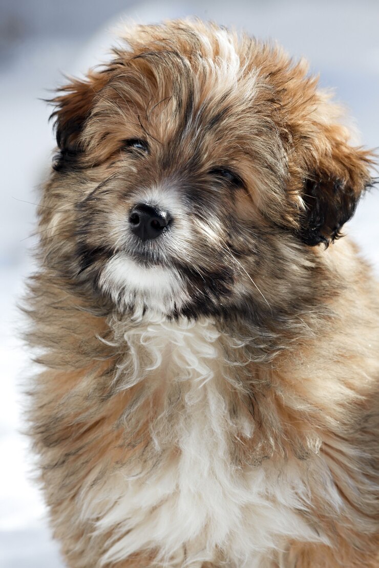 Foto retrato de um jovem cachorrinho desgrenhado.
