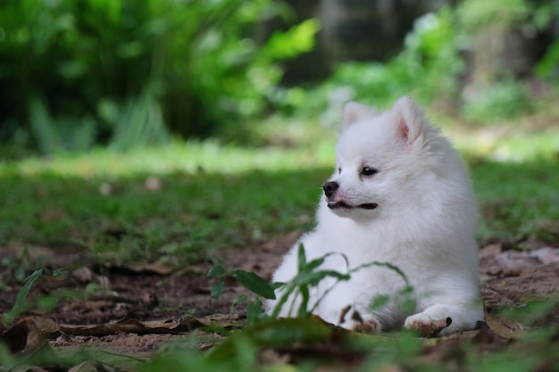 Retrato de um jovem cão bonito da pomerânia branco sentado no chão com grama verde e procurando alguma coisa.