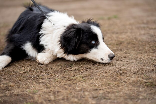 Retrato de um jovem cão border collie