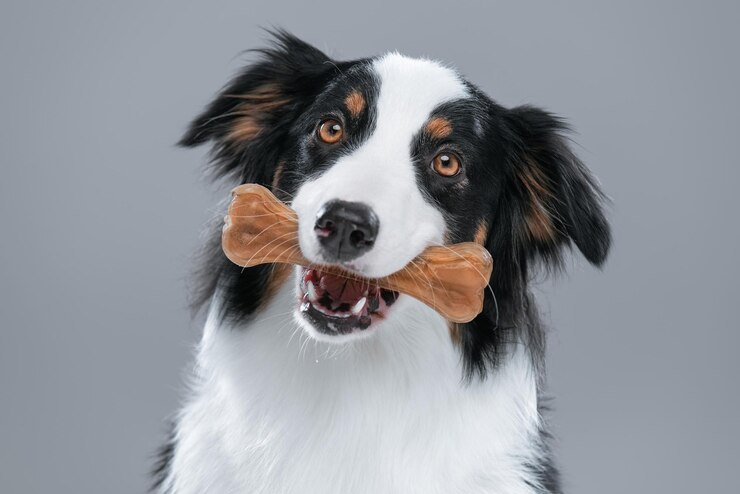 Foto retrato de um jovem cão pastor australiano bonito com mastigar osso em fundo cinza