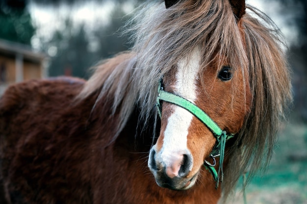 Retrato de um jovem cavalo pônei bonito ao ar livre no campo, na primavera