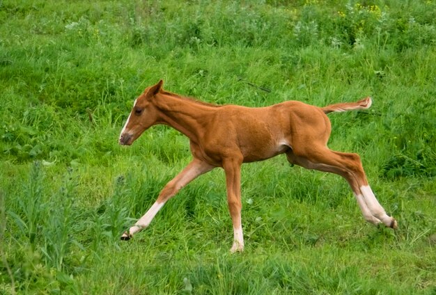 Retrato de um jovem cavalo sobre fundo verde