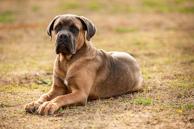 Retrato de um jovem e musculoso cão italiano cana corso do lado de fora