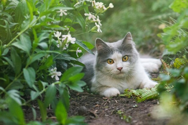 Retrato de um jovem gato feliz no jardim de outono ao ar livre Gato sujo no prado Gato cheirando a flor em um jardim florido colorido