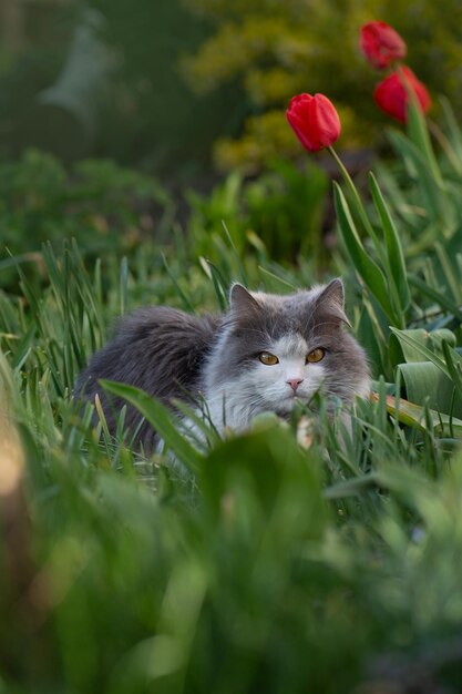 Retrato de um jovem gato feliz no jardim de outono ao ar livre Gato sujo no prado Gato cheirando a flor em um jardim florido colorido